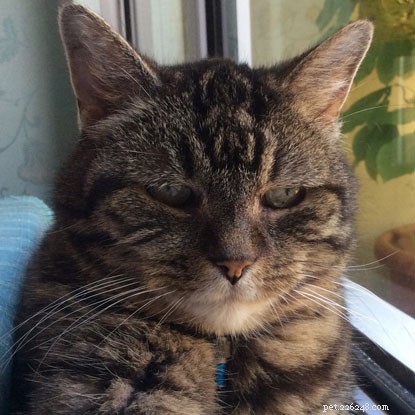 Whiskers Vanishes in Summer: How Cats Protection Finds Lost Cats