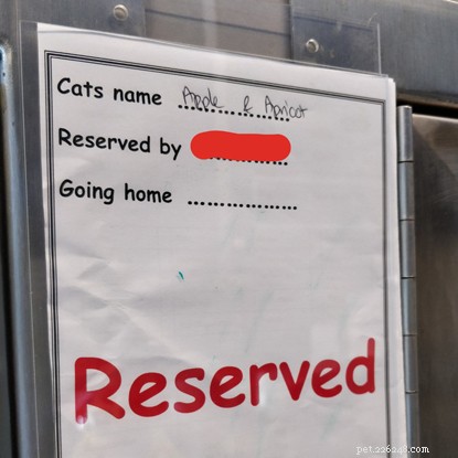 Apple & Apricot, Kitten Academy Stars, Find Loving Forever Homes