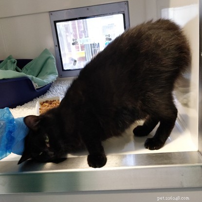 Apple & Apricot, Kitten Academy Stars, Find Loving Forever Homes