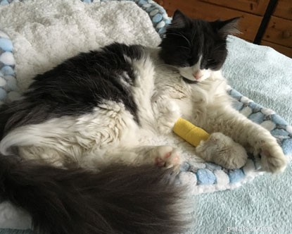 Cat Survives 3 Weeks Locked in Garage, Feeds on Insects & Rainwater
