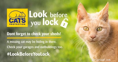 Whiskers Vanishes in Summer: How Cats Protection Finds Lost Cats