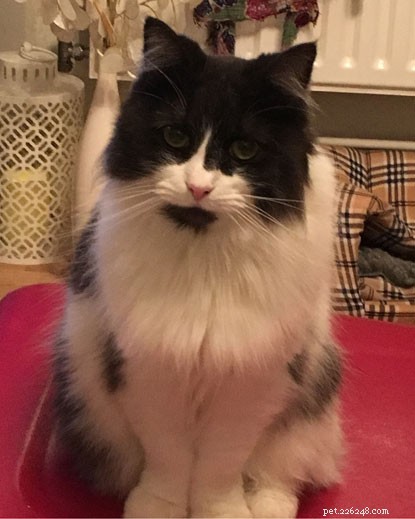 Cat Survives 3 Weeks Locked in Garage, Feeds on Insects & Rainwater