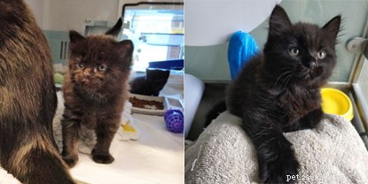Apple & Apricot Graduate from Kitten Academy: A Successful Socialization Journey