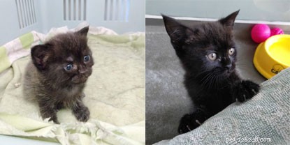 Apple & Apricot Graduate from Kitten Academy: A Successful Socialization Journey