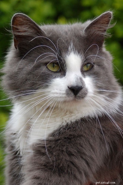 How Rescuing a Stray Cat Changed Shane s Life