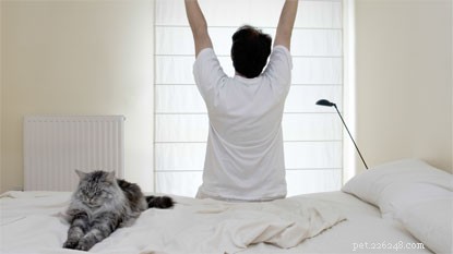 Top 5 Compelling Reasons to Adopt a Cat Today