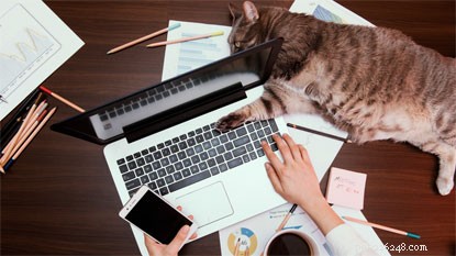Top 5 Compelling Reasons to Adopt a Cat Today
