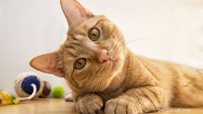 Top 5 Compelling Reasons to Adopt a Cat Today