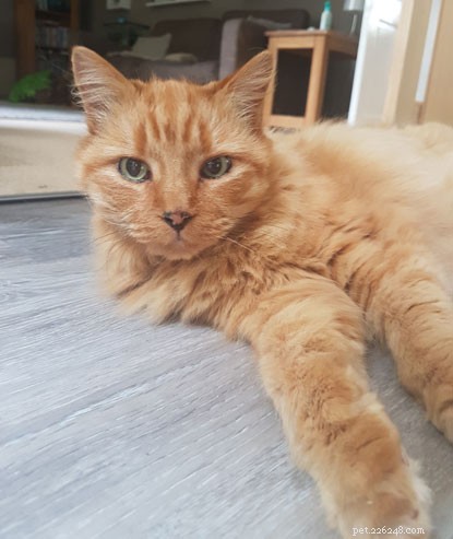 Five Years Apart: How Hannah’s Determination Reunited Her With Her Lost Ginger Cat