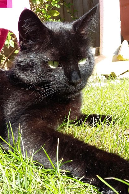 Walk 600 Miles to Fund Cat Care: Gail Cooper s 2018 Tribute to Her Beloved Speckles