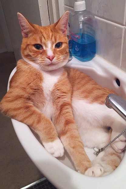 Ginger Cat Evie Finds Loving Home After Successful Cat Flu Recovery