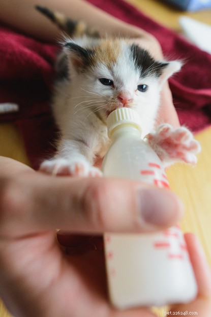 Cats Protection Welcomes 12 Kittens from One Family – A Story of Compassionate Care and the Importance of Neutering