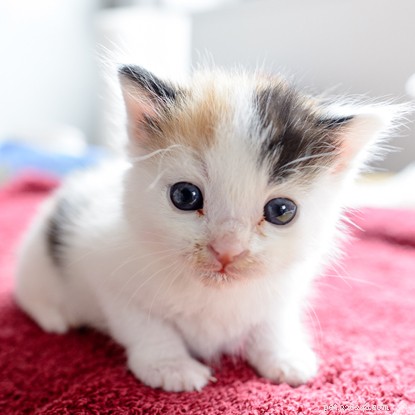 Cats Protection Welcomes 12 Kittens from One Family – A Story of Compassionate Care and the Importance of Neutering
