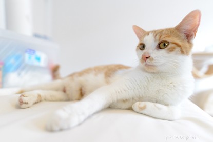 Cats Protection Welcomes 12 Kittens from One Family – A Story of Compassionate Care and the Importance of Neutering