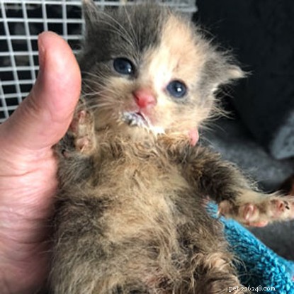 Five Kittens Saved from Flooding on Isle of Harris