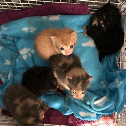 Five Kittens Saved from Flooding on Isle of Harris
