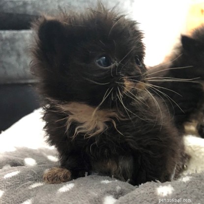 Five Kittens Saved from Flooding on Isle of Harris