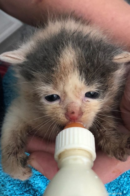 Five Kittens Saved from Flooding on Isle of Harris