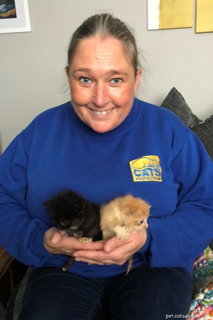 Five Kittens Saved from Flooding on Isle of Harris