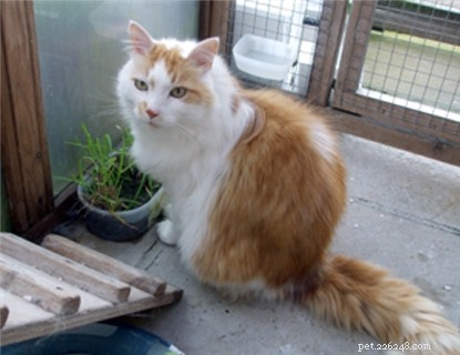 How a Cat Unites Neighbors: The Unexpected Story of Lucy and Truly