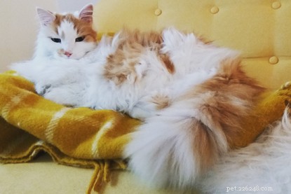 How a Cat Unites Neighbors: The Unexpected Story of Lucy and Truly