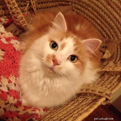 How a Cat Unites Neighbors: The Unexpected Story of Lucy and Truly