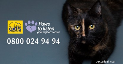 Managing the Grief of Losing Your Cat: Compassionate Guidance and Healing Strategies