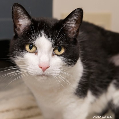 Long‑Term Residents: Help Us Find Homes for These Dedicated Cats