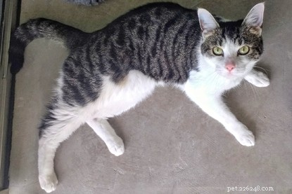Long‑Term Residents: Help Us Find Homes for These Dedicated Cats