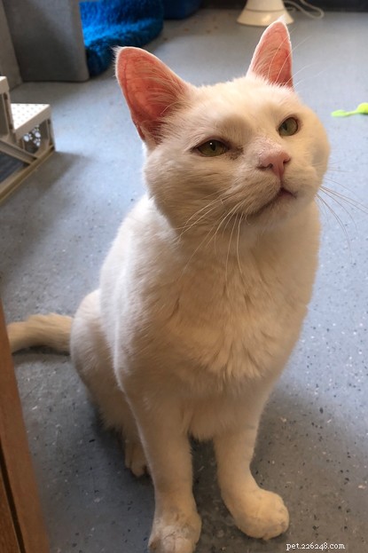 Long‑Term Residents: Help Us Find Homes for These Dedicated Cats