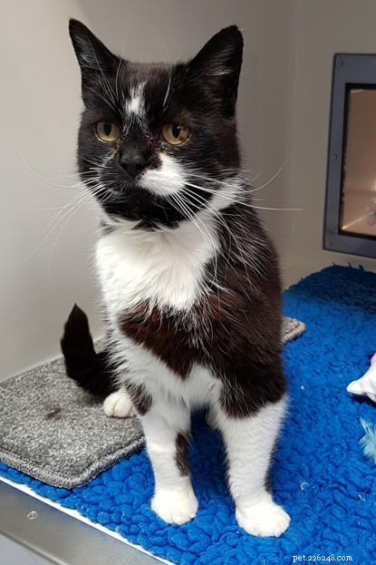 Long‑Term Residents: Help Us Find Homes for These Dedicated Cats