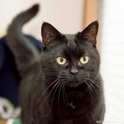 Long‑Term Residents: Help Us Find Homes for These Dedicated Cats