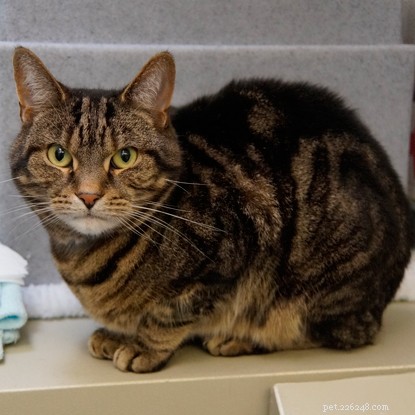 Long‑Term Residents: Help Us Find Homes for These Dedicated Cats