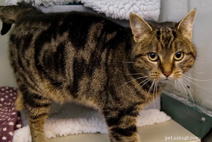 Long‑Term Residents: Help Us Find Homes for These Dedicated Cats