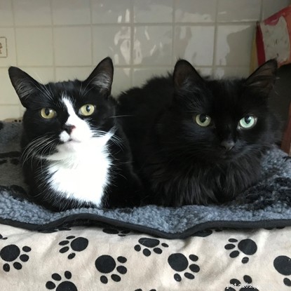 Long‑Term Residents: Help Us Find Homes for These Dedicated Cats