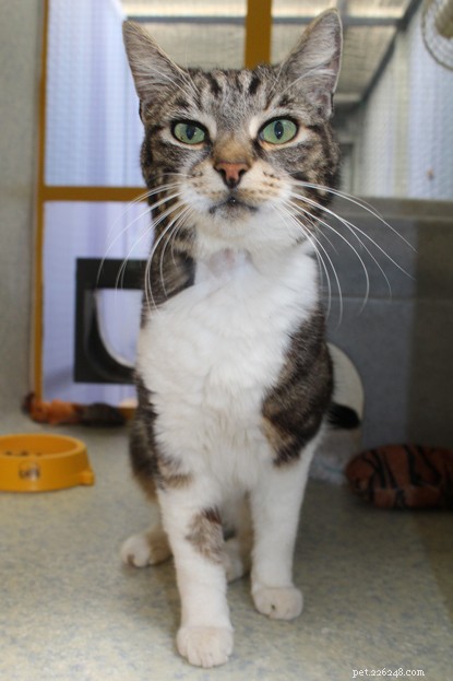 Long‑Term Residents: Help Us Find Homes for These Dedicated Cats
