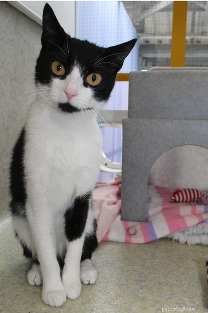 Long‑Term Residents: Help Us Find Homes for These Dedicated Cats