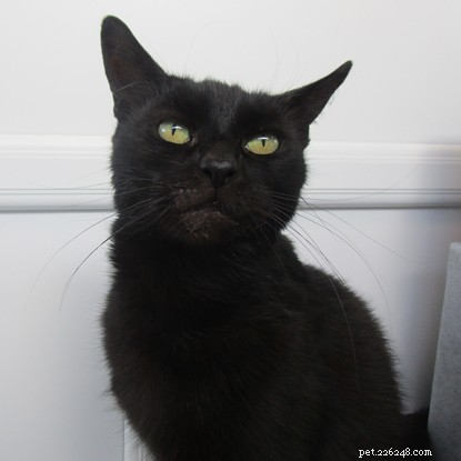 Long‑Term Residents: Help Us Find Homes for These Dedicated Cats