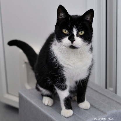Long‑Term Residents: Help Us Find Homes for These Dedicated Cats