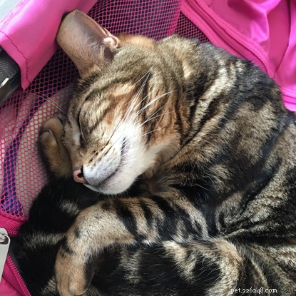 How to Tell if Your Cat Is Happy: Recognizing Key Signs