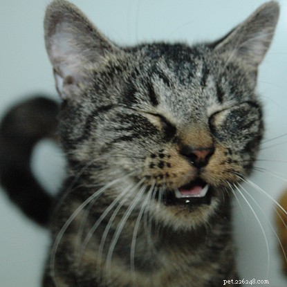 How to Tell if Your Cat Is Happy: Recognizing Key Signs