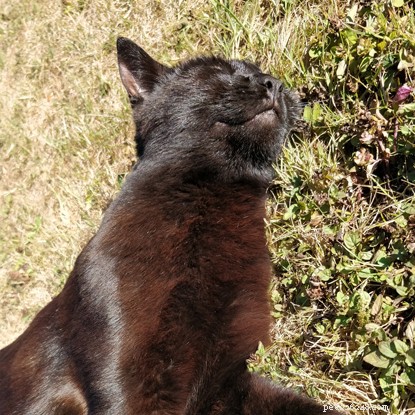 How to Tell if Your Cat Is Happy: Recognizing Key Signs