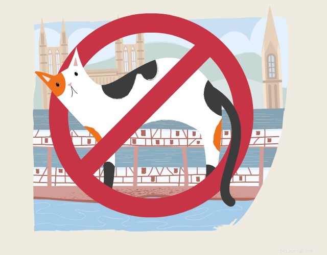 Discover the Fascinating History of Cats – From Ancient Egypt to Modern Times
