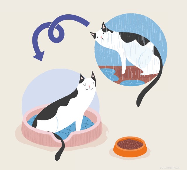 Discover the Fascinating History of Cats – From Ancient Egypt to Modern Times