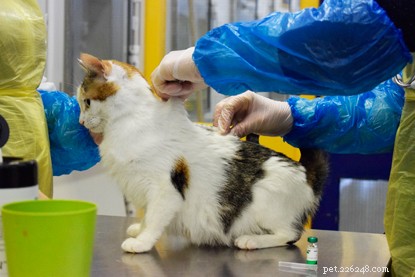 7 Proven Steps to Help Your Cat Feel Comfortable with Handling