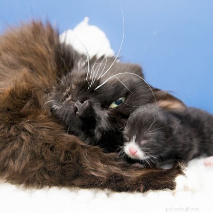 Rescue Mission Saves New Mother Harriet and Her Kitten
