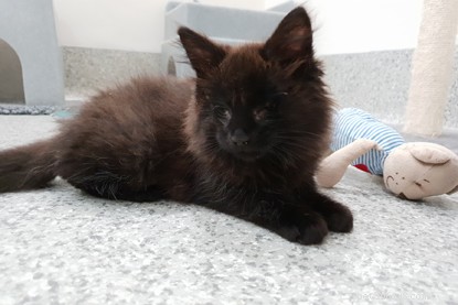 Generous Donations Enable Life‑Saving Eye Surgery for Blind Kittens
