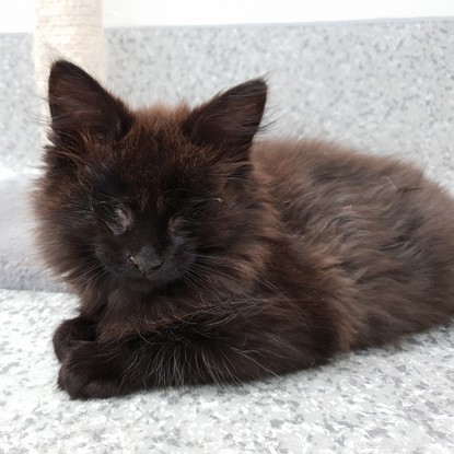 Generous Donations Enable Life‑Saving Eye Surgery for Blind Kittens