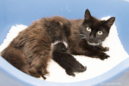 Rescue Mission Saves New Mother Harriet and Her Kitten