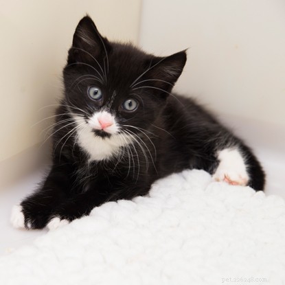 Rescue Mission Saves New Mother Harriet and Her Kitten